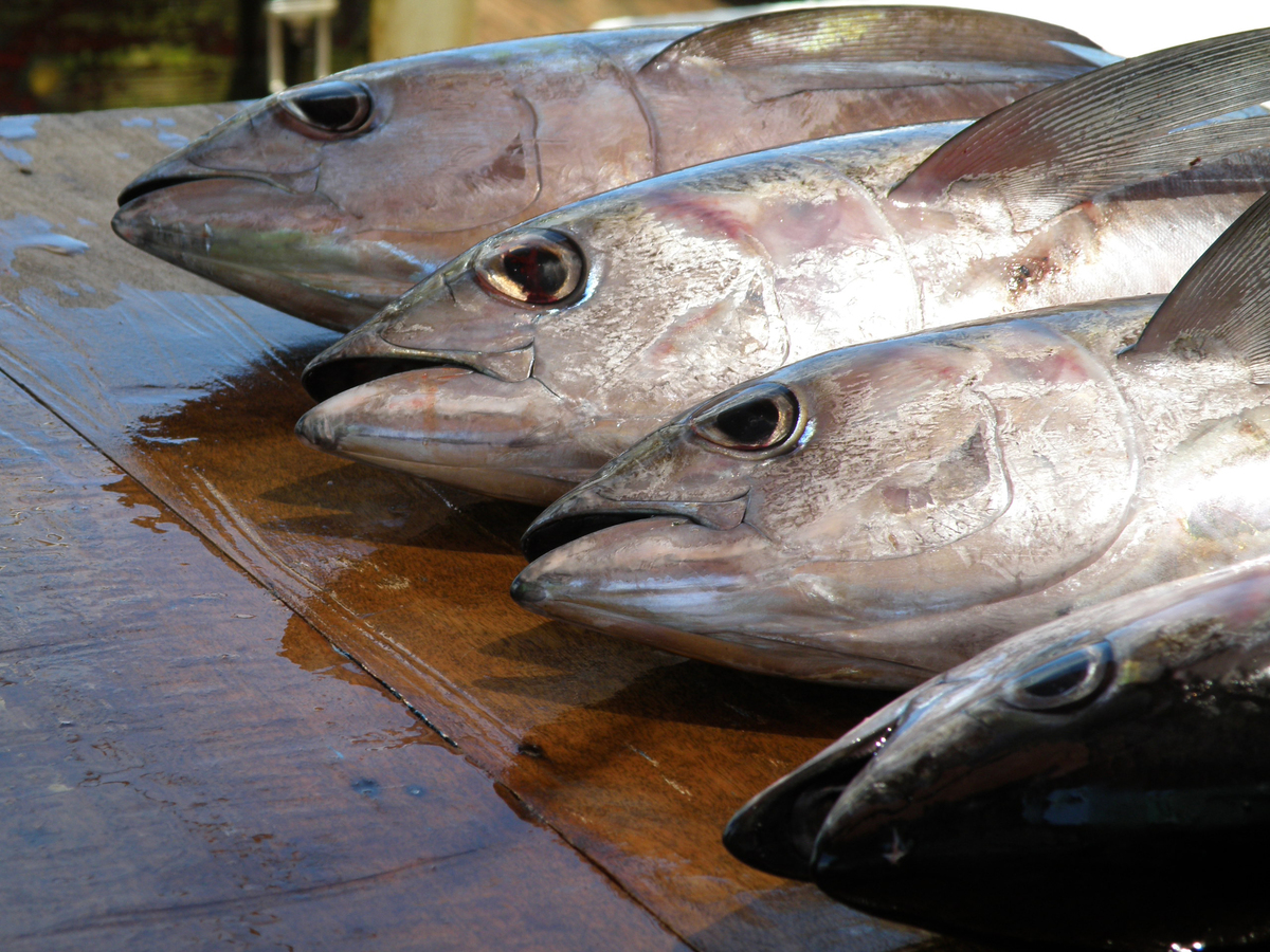 17th Regular Session of the WCPFC Commission 