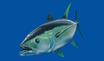 Illustration of a tuna