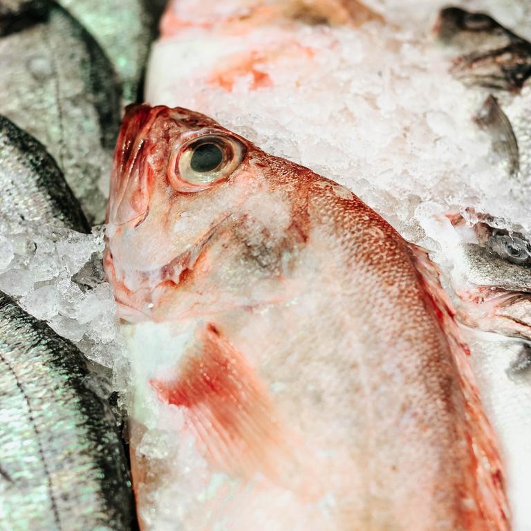 Salmon at fish market on ice