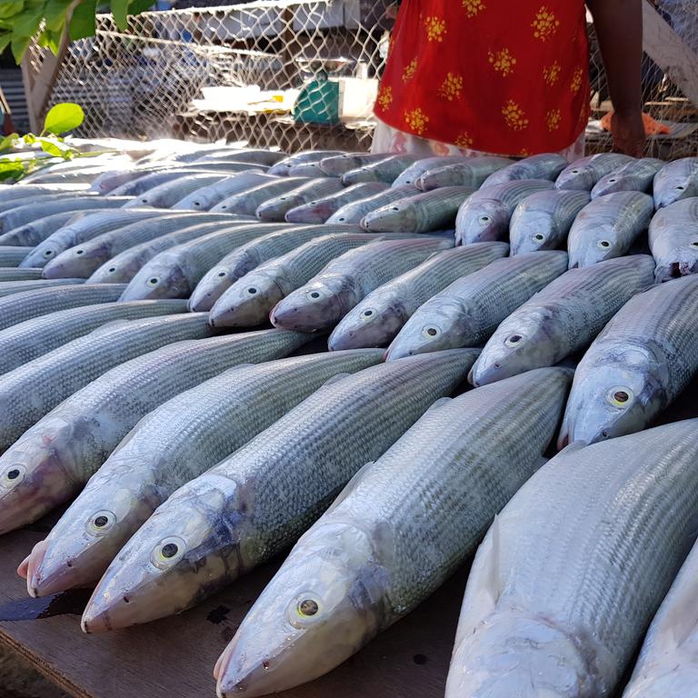 [Virtual] Training on Fisheries Management for Kiribati & Nauru