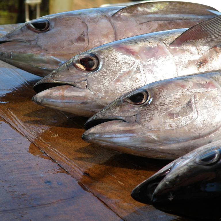 Stock Assessment training workshops (SAW) - Beginners