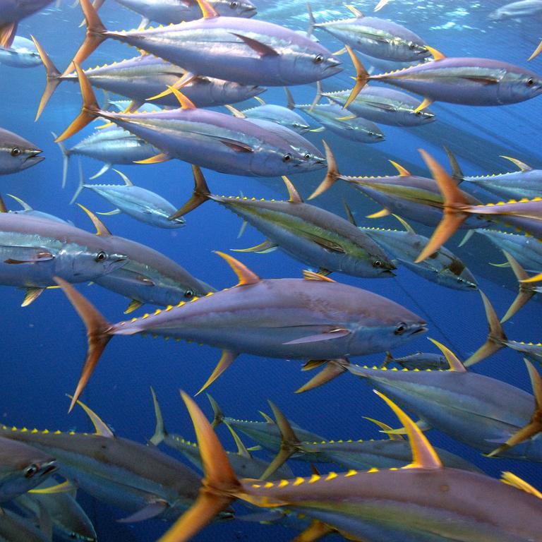 Stock Assessment training workshops 2022 (SAW) - Advanced