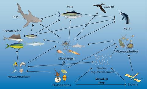A diagram of the pelagic ecosystem
