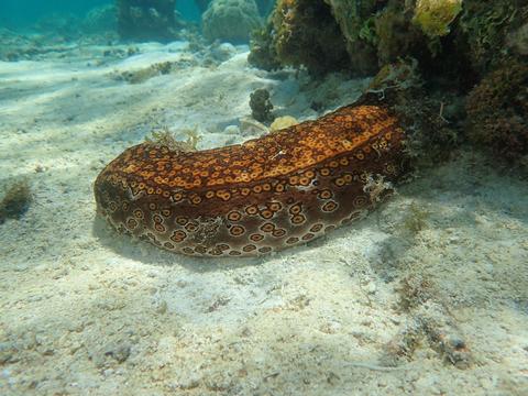 Tigerfish or leopardfish sea cucumber (Photo by Pauline Bossarelle, SPC)